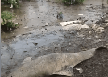 GOLFINHO APARECE MORTO NA PRAIA DE SEPETIBA!!!