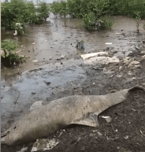 GOLFINHO APARECE MORTO NA PRAIA DE SEPETIBA!!!