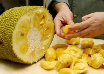 VOCÊ GOSTA DE JACA?? ELA PODE TE CURAR DE VÁRIAS DOENÇAS!! VEJAM QUAIS…