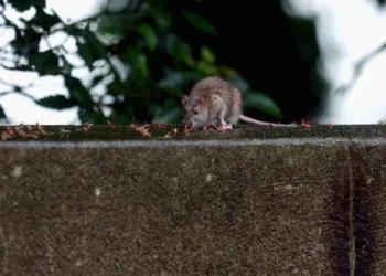 Policiais argentinos acusam ratos de comer meia tonelada de maconha