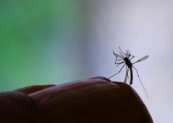 Estudo aponta que vírus da zika pode ser usado contra câncer cerebral