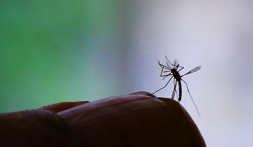 Estudo aponta que vírus da zika pode ser usado contra câncer cerebral