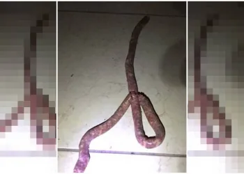 Mulher confunde linguiça com cobra e pede socorro a bombeiros