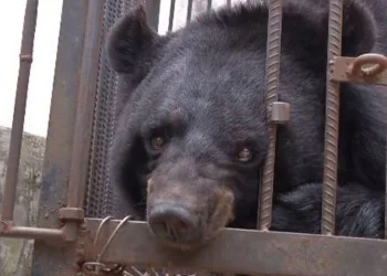 Família é surpreendida ao descobrir que seu cachorro na verdade é um urso em extinção