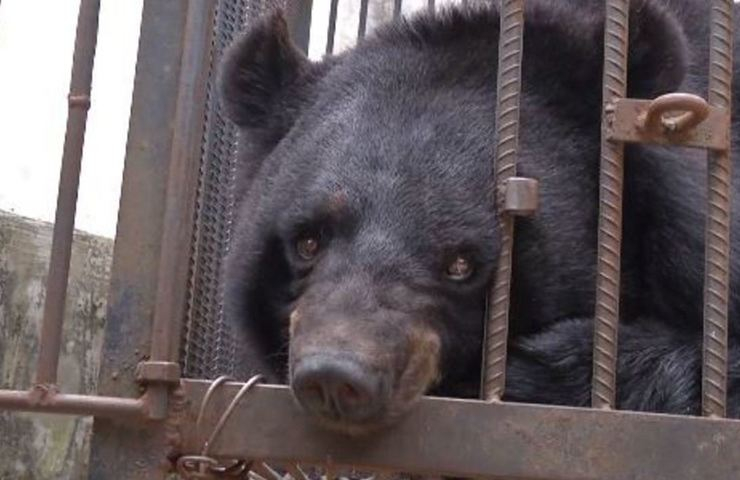 Família é surpreendida ao descobrir que seu cachorro na verdade é um urso em extinção