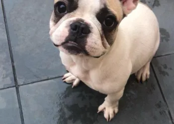 LADRÕES ROUBAM CACHORRO EM CAMPO GRANDE!! DONO OFERECE RECOMPENSA!!