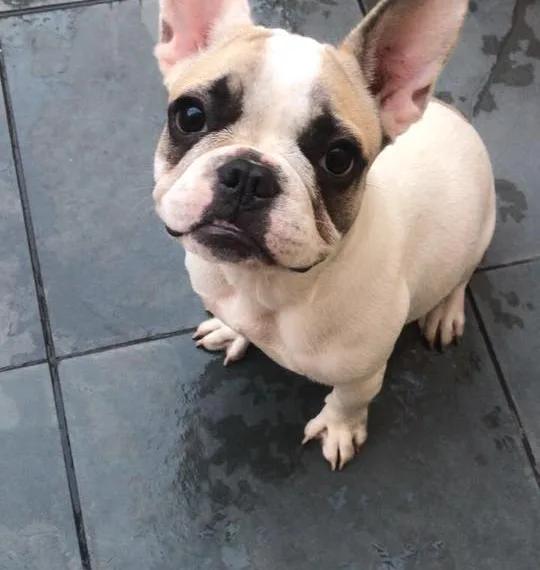 LADRÕES ROUBAM CACHORRO EM CAMPO GRANDE!! DONO OFERECE RECOMPENSA!!