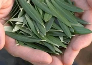 ESTA É A MAIS PODEROSA DE TODAS AS PLANTAS: CONTROLA DIABETES, NORMALIZA COLESTEROL E PROTEGE CONTRA AVC E INFARTO!