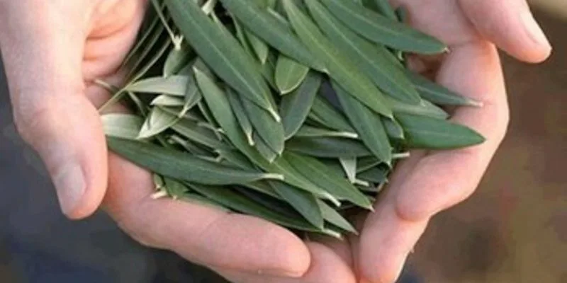 ESTA É A MAIS PODEROSA DE TODAS AS PLANTAS: CONTROLA DIABETES, NORMALIZA COLESTEROL E PROTEGE CONTRA AVC E INFARTO!