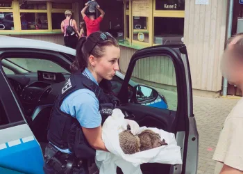 Porcos-espinhos são encontrados bêbados!!