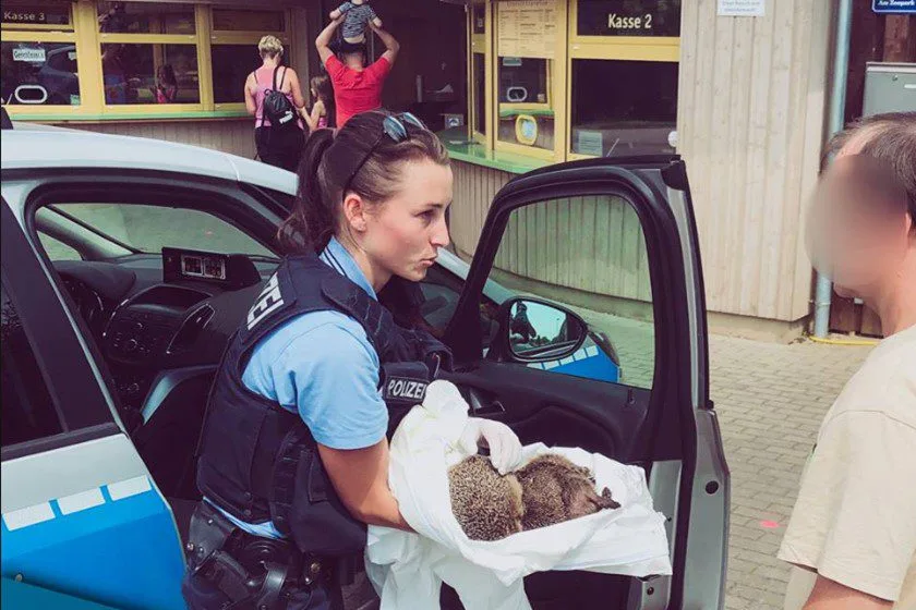 Porcos-espinhos são encontrados bêbados!!