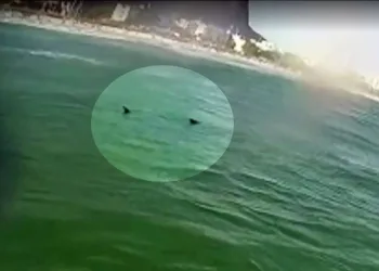 TUBARÃO ASSUSTA BANHISTAS EM PRAIA DA ZONA OESTE!!!
