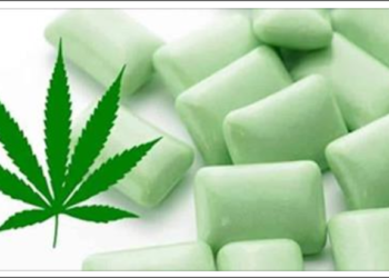 Goma de mascar de maconha para aliviar a dor da fibromialgia