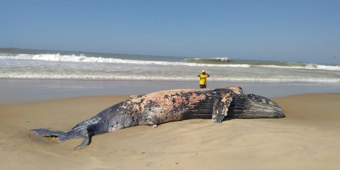 Baleia é encontrada morta na praia do RJ!!