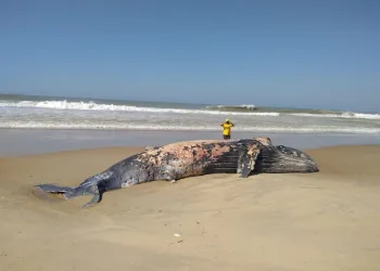 Baleia  é encontrada morta na praia do RJ!!