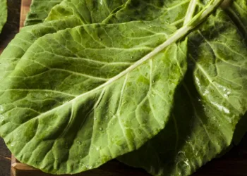 Couve deixa cérebro 11 anos mais jovem, limpa o fígado e tem mais outros benefícios