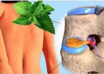 ESTA É A FORMA DE RECUPERAR A CARTILAGEM DOS JOELHOS E QUADRIL COM HORTELÃ!