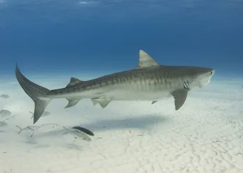 Namorado fotografa momento em que modelo é mordida por tubarão