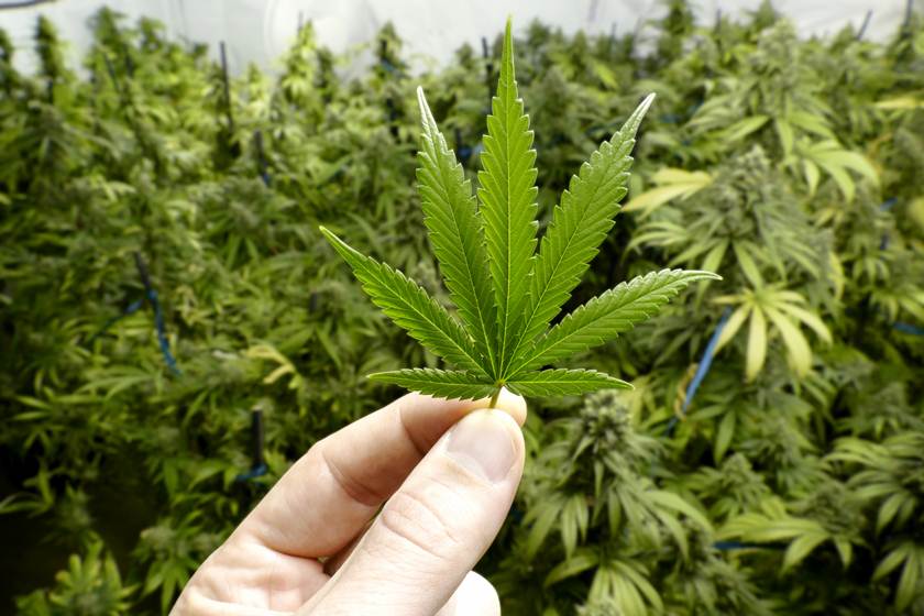Possibilidade de plantio de maconha mobiliza empresas no Brasil