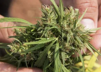 Adolescente agride mãe que escondeu seu pé de maconha