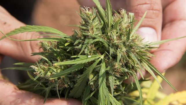 Adolescente agride mãe que escondeu seu pé de maconha