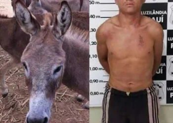 PRESO O MAIOR ESTUPRADOR DE JUMENTAS DO BRASIL