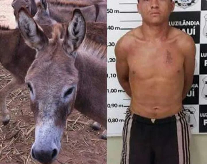 PRESO O MAIOR ESTUPRADOR DE JUMENTAS DO BRASIL