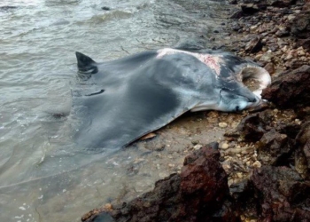 Arraia gigante é encontrada morta em Búzios