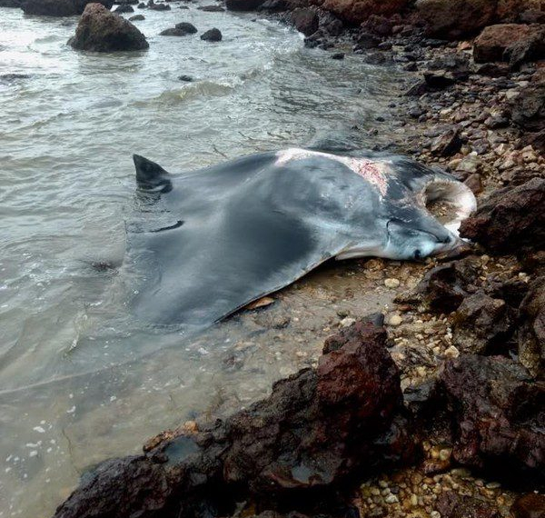 Arraia gigante é encontrada morta em Búzios