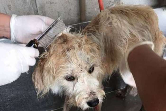 Cachorro que sofria maus-tratos é resgatado pela polícia em Bairro na Zona Oeste do Rio