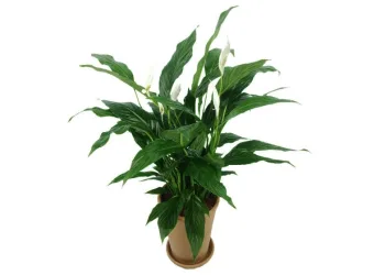 5 plantas pra ter uma boa noite de sono!!!