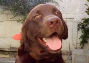 Cão labrador é baleado e morto no Rio após tentativa de assalto