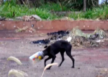 Cão que ficou 3 dias com cabeça dentro de pote é salvo por policiais