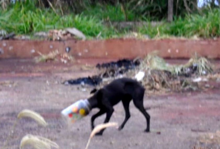 Cão que ficou 3 dias com cabeça dentro de pote é salvo por policiais