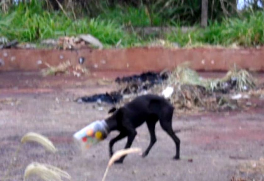 Cão que ficou 3 dias com cabeça dentro de pote é salvo por policiais