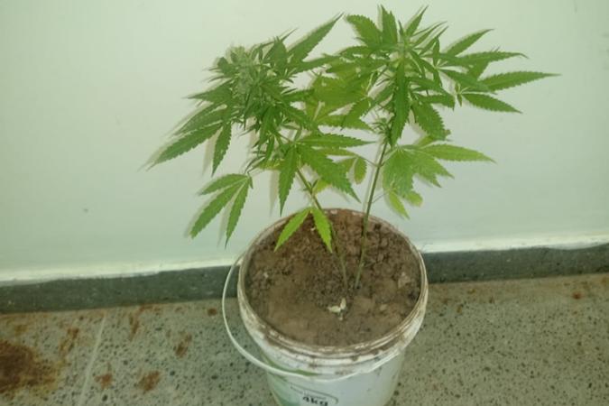 (foto: PMDF/Divulgaçăo)