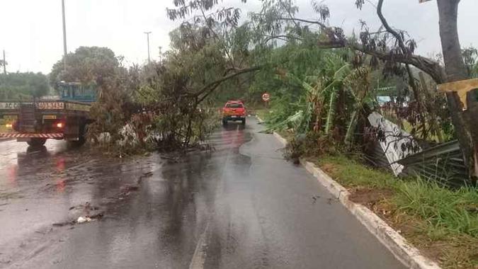 Na pista que sai do Guará 2 para o Núcleo Bandeirante, três árvores caíram ao longo da pista, sendo que uma interditou a pista(foto: Divulgaçăo/Corpo de Bombeiros)