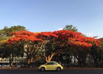 Primavera começa neste sábado e deve ter temperaturas acima da média