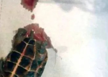 Imagem de tartaruga retirada da vagina de paciente viraliza na web