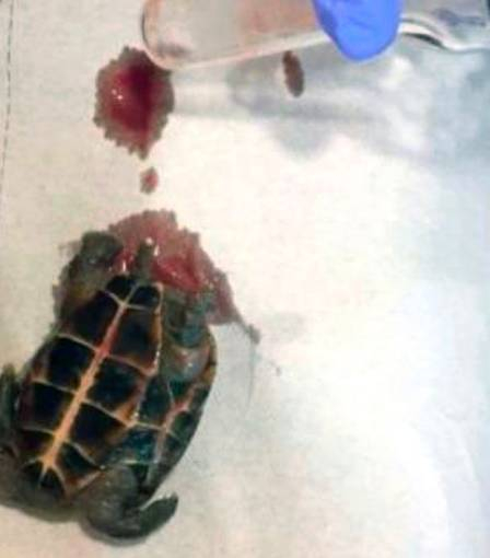 Imagem de tartaruga retirada da vagina de paciente viraliza na web