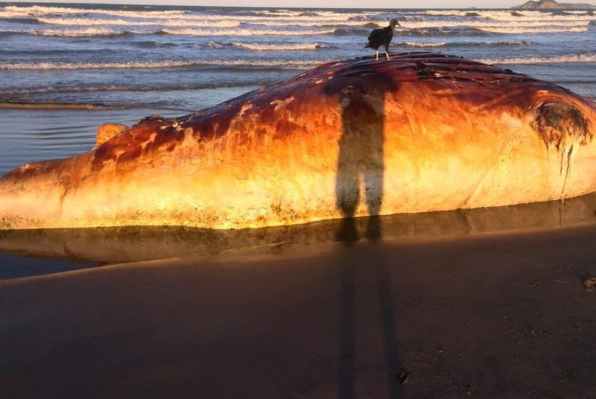 Filhote de baleia jubarte é encontrado morto em praia do RJ