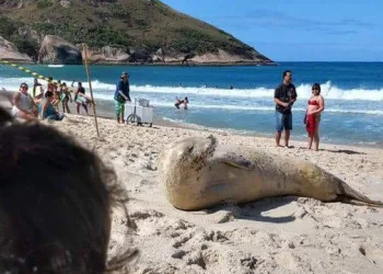 FOCA APARECE EM PRAIA DA ZONA OESTE E ENCANTA AS CRIANÇAS!!