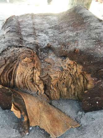 Uma análise superficial aponta que os pacotes contêm material sintético derivado de petróleo. (foto: SEMAB/AMAIG/Divulgaçăo )