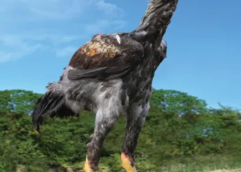 Galinha de 1 metro é vendida por R$ 74 mil no interior de São Paulo