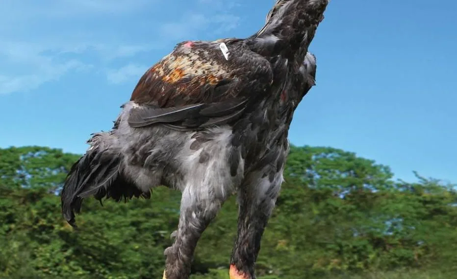 Galinha de 1 metro é vendida por R$ 74 mil no interior de São Paulo