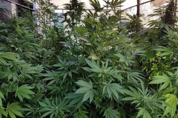 Ao contrário do Canadá, a legalização da maconha não avança no Brasil