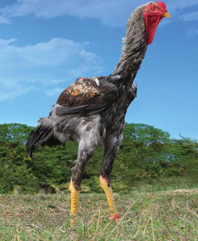 (foto: Divulgaçăo)