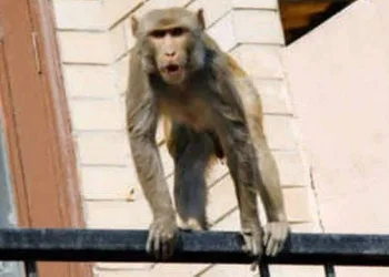 Idoso é morto após ser atingido por tijolos lançados por macacos