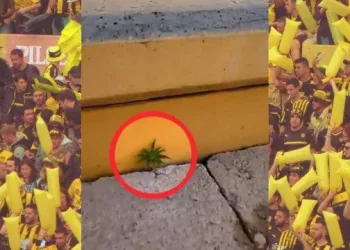 Pé de maconha aparece na arquibancada do estádio do Peñarol, no Uruguai
