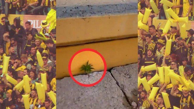 Pé de maconha aparece na arquibancada do estádio do Peñarol, no Uruguai
